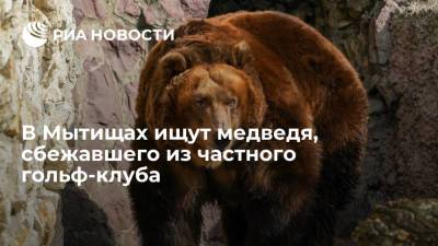 В Мытищах ищут медведя, сбежавшего из частного гольф-клуба - ria.ru - Москва - Россия
