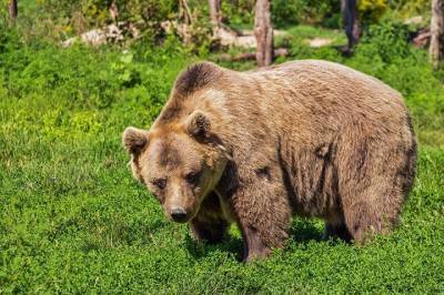 СМИ: Медведь сбежал из частного сектора в Мытищах - vm.ru - Москва