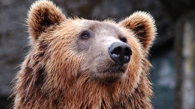В Мытищах начали поиски бегающего по улицам медведя - iz.ru - Иркутская обл.