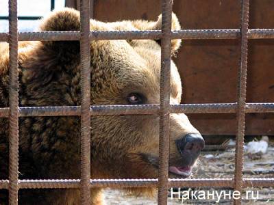 В Мытищах ловят медведя среднего размера, сбежавшего из гольф-клуба - nakanune.ru