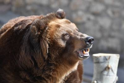 Все оперативные службы Мытищ приведены в готовность из-за сбежавшего медведя - vm.ru