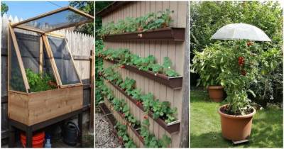 Творческие способы выращивания овощей и фруктов в саду: 25 супер-вдохновляющих идей - skuke.net
