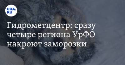 Роман Вильфанд - Гидрометцентр: сразу четыре региона УрФО накроют заморозки - ura.news - Иркутская обл. - респ. Коми - Тюменская обл. - Свердловская обл. - Курганская обл. - Пермский край - Омская обл. - Архангельская обл. - Томская обл. - республика Карелия