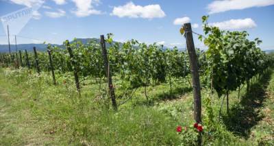 Фермеры в Грузии не смогут сдать виноград без выписки из кадастра - sputnik-georgia.ru - Грузия - Тбилиси - Виноград