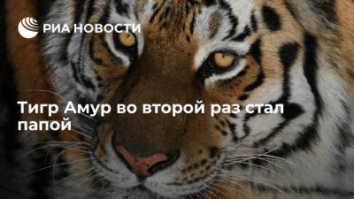 Тигр Амур во второй раз стал папой - ria.ru - Россия - Эмираты - Владивосток