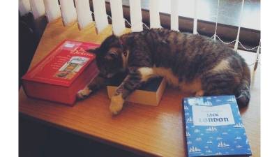 Кошка Муся из библиотеки имени Маяковского признана лучшей служебной кошкой России - piter.tv - Санкт-Петербург - респ. Коми