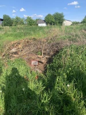 Под Вологдой убийца забросал труп жертвы ветками - vologda-poisk.ru - Вологодская обл. - Вологда