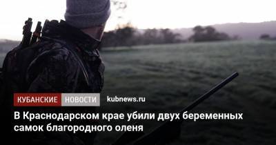 В Краснодарском крае убили двух беременных самок благородного оленя - kubnews.ru - Краснодарский край