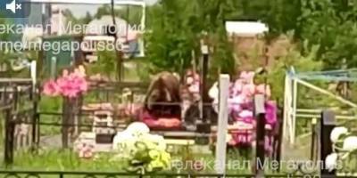 Жители ХМАО перестали посещать кладбища из-за нашествия медведей - znak.com - Югра - Нижневартовск - Лангепас