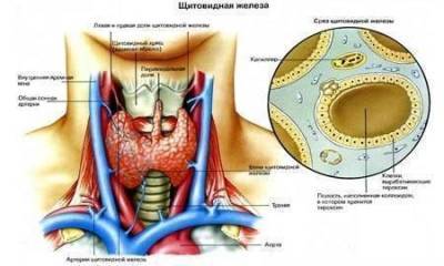 ​Каша для щитовидной железы - skuke.net