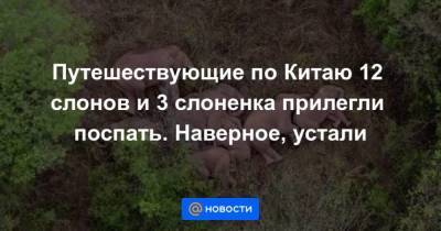 Путешествующие по Китаю 12 слонов и 3 слоненка прилегли поспать. Наверное, устали - skuke.net - Китай - Бирма