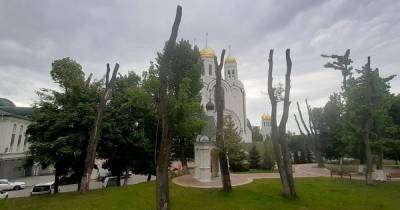 В центре Калининграда очистят кроны от сухих веток и вырубят 11 деревьев - klops.ru - Калининград - Экология
