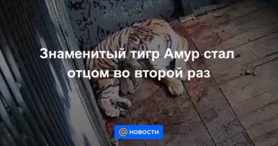 Знаменитый тигр Амур стал отцом во второй раз - news.mail.ru