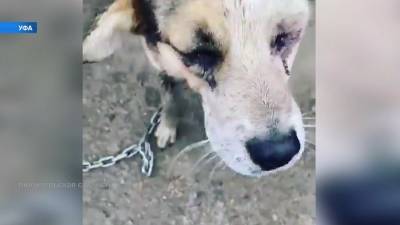 В Уфе продолжают искать живодёра, который выколол глаза собаке - bash.news - Уфа