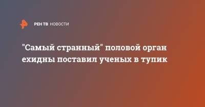 "Самый странный" половой орган ехидны поставил ученых в тупик - ren.tv