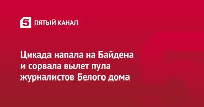 Джо Байден - Цикада напала на Байдена и сорвала вылет пула журналистов Белого дома - 5-tv.ru - США - New York