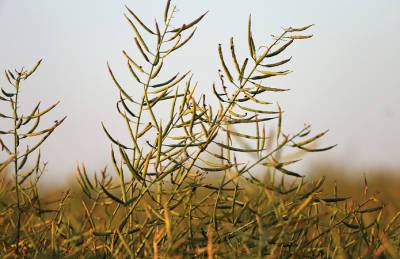 Форвардные цены на рапс подскочили до рекорда - agroportal.ua - Канада