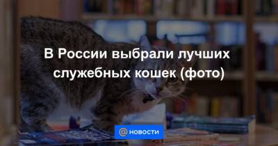 В России выбрали лучших служебных кошек (фото) - news.mail.ru - Санкт-Петербург - респ. Коми