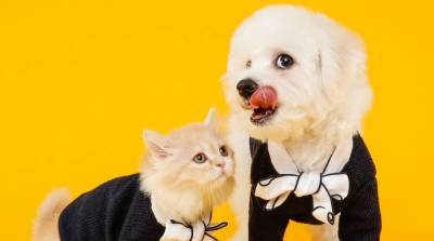 Чем отличается кошка от собаки: 7 занимательных отличий, о которых вы могли не знать - skuke.net