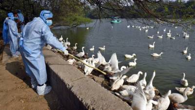 В китайской провинции выявили вспышку птичьего гриппа - gazeta.ru - Китай - провинция Цзянсу - провинция Шэньси