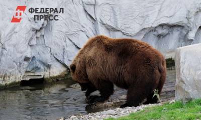 Тоболяков напугал гуляющий возле города медведь - fedpress.ru - Тобольск - Нижневартовск