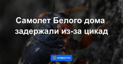 Екатерина Гура - Джо Байден - Самолет Белого дома задержали из-за цикад - news.mail.ru - Вашингтон - Даллас