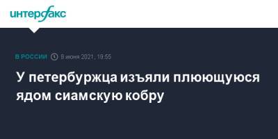 У петербуржца изъяли плюющуюся ядом сиамскую кобру - interfax.ru - Москва - Петербурга - Петербург
