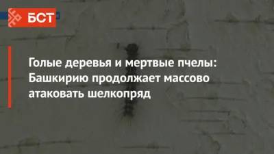 Голые деревья и мертвые пчелы: Башкирию продолжает массово атаковать шелкопряд - bash.news - Башкирия