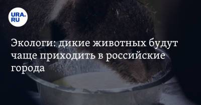 Экологи: дикие животных будут чаще приходить в российские города - ura.news - Экология