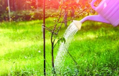 Подкормить ягодные кустарники и защитить урожай от птиц – советы дачного сезона - grodnonews.by - Белоруссия