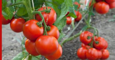 Урожайность томатов повысит одно простое растение по соседству - profile.ru