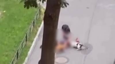В Петербурге мужчина пострадал, закрывая свою собаку от стаффордширских терьеров - piter.tv - Санкт-Петербург