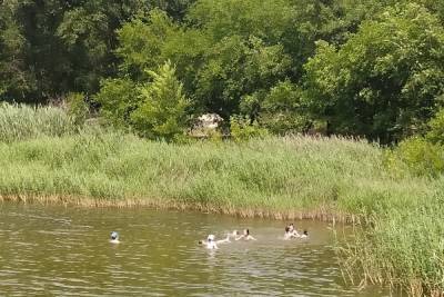 Два ребенка утонули в водоемах ДНР за полгода - mk.ru - ДНР