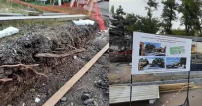 В Ростове в Александровке под видом благоустройства уничтожили еловую аллею - privet-rostov.ru - район Пролетарский