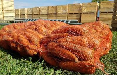 Organic-D планирует выйти на рынок ОАЭ - agroportal.ua - Украина - Польша - Эмираты