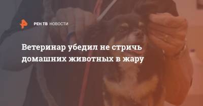 Ветеринар убедил не стричь домашних животных в жару - ren.tv