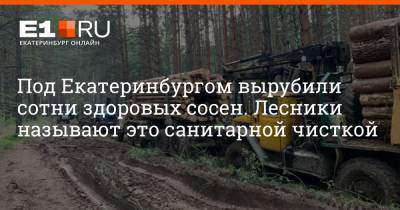 Филипп Сапегин - Под Екатеринбургом вырубили сотни здоровых сосен. Лесники называют это санитарной чисткой - e1.ru - Екатеринбург