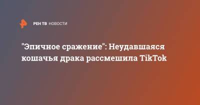 "Эпичное сражение": Неудавшаяся кошачья драка рассмешила TikTok - ren.tv