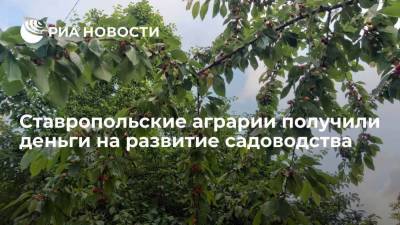 Ставропольские аграрии получили деньги на развитие садоводства - smartmoney.one - Ставрополье