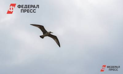 Аэропорт «Уфа» выплатит более 17 млн рублей за аварию с птицей - fedpress.ru - Москва - Уфа - Челябинск