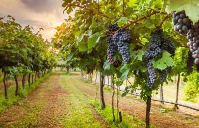 Опытные садоводы делятся советами по выращиванию винограда - pupolita.ru - Виноград