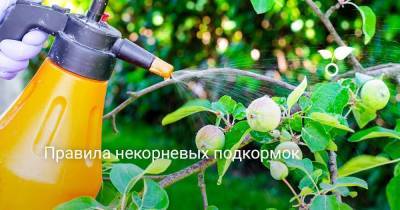 Правила некорневых подкормок - skuke.net