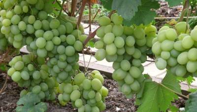 Описание сорта винограда Талисман и связанные с ним селекционные работы - skuke.net - Виноград