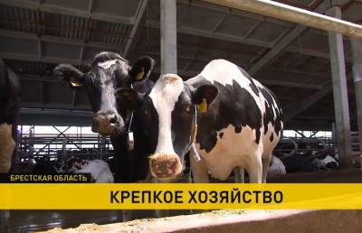 Как работает полесское сельхозпредприятие «Парохонское», где содержат самое большое в стране поголовье скота - ont.by - Белоруссия