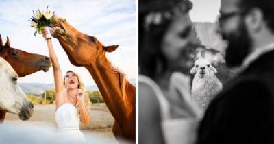 16 свадебных кадров, на которых фотогеничные животные отвлекли от молодожёнов всё внимание - skuke.net