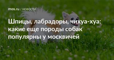 Шпицы, лабрадоры, чихуа-хуа: какие еще породы собак популярны у москвичей - mos.ru - Москва