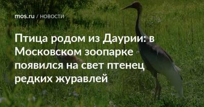 Птица родом из Даурии: в Московском зоопарке появился на свет птенец редких журавлей - mos.ru - Москва - Россия - Волоколамск