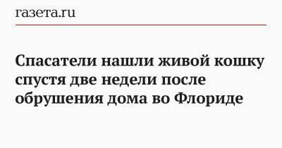 Спасатели нашли живой кошку спустя две недели после обрушения дома во Флориде - gazeta.ru - шт.Флорида