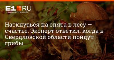 Наткнуться на опята в лесу — счастье. Эксперт ответил, когда в Свердловской области пойдут грибы - e1.ru - Екатеринбург - Свердловская обл.