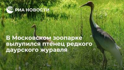 Светлана Акулова - Птенец краснокнижного даурского журавля появился на свет в Московском зоопарке - ria.ru - Москва - Россия - Волоколамск